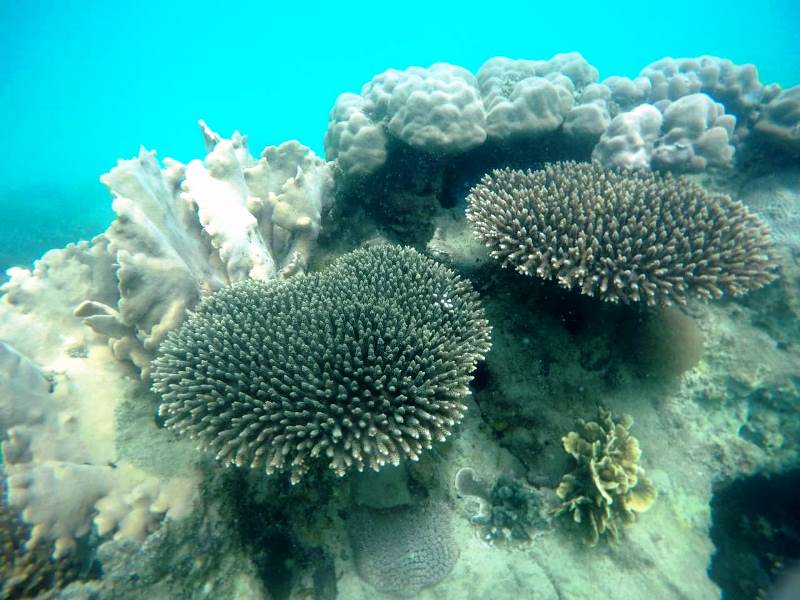 terumbu karang Gugusan Pulau Abang Batam